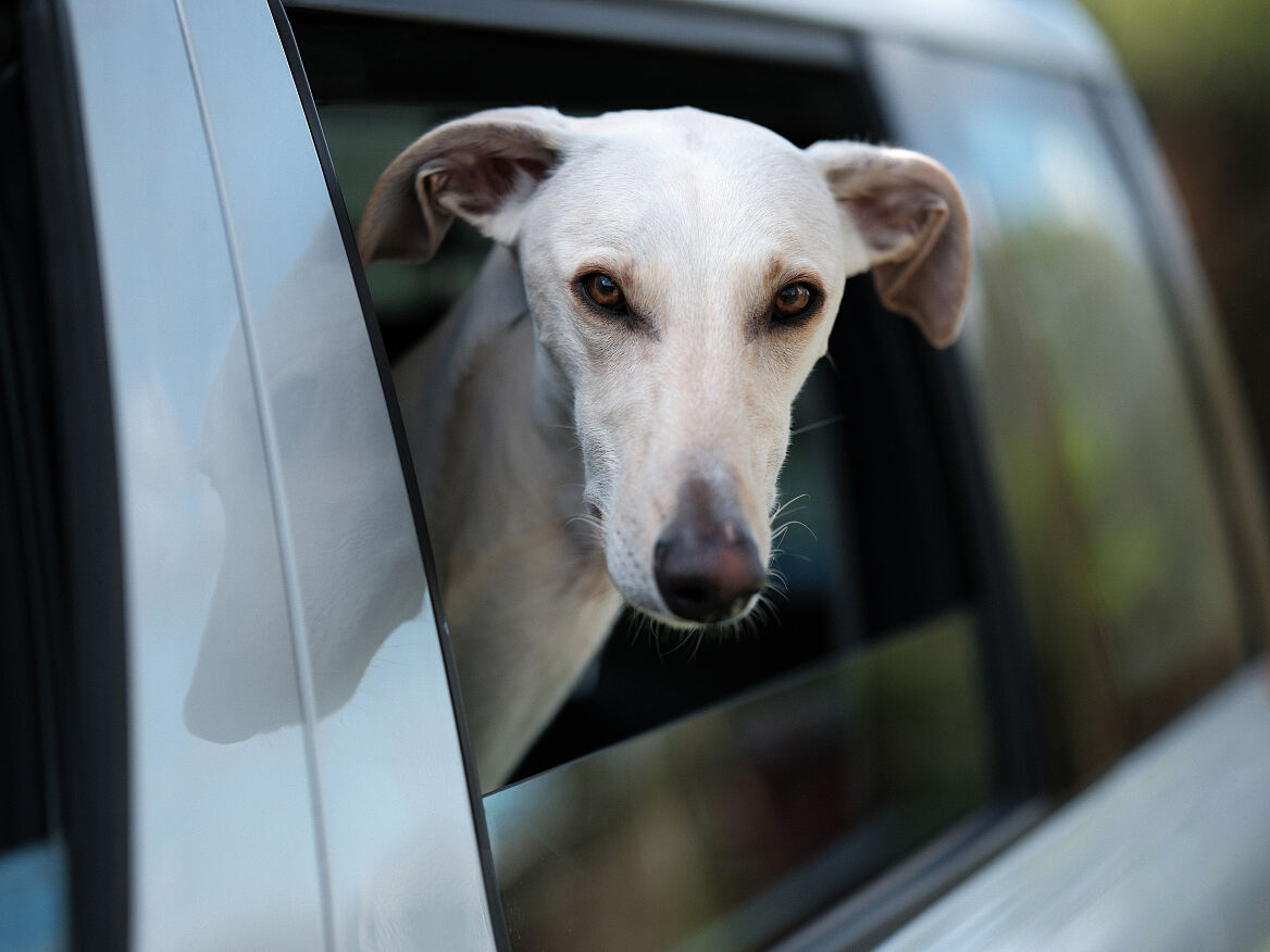 ©zooplus_Alfonso_OffToOur