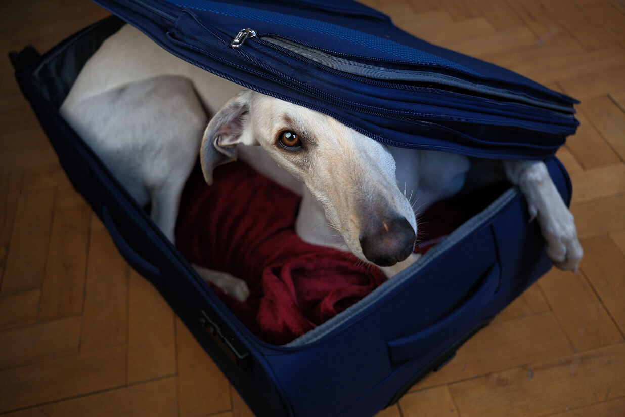 ©zooplus_Alfonso_Stowaway