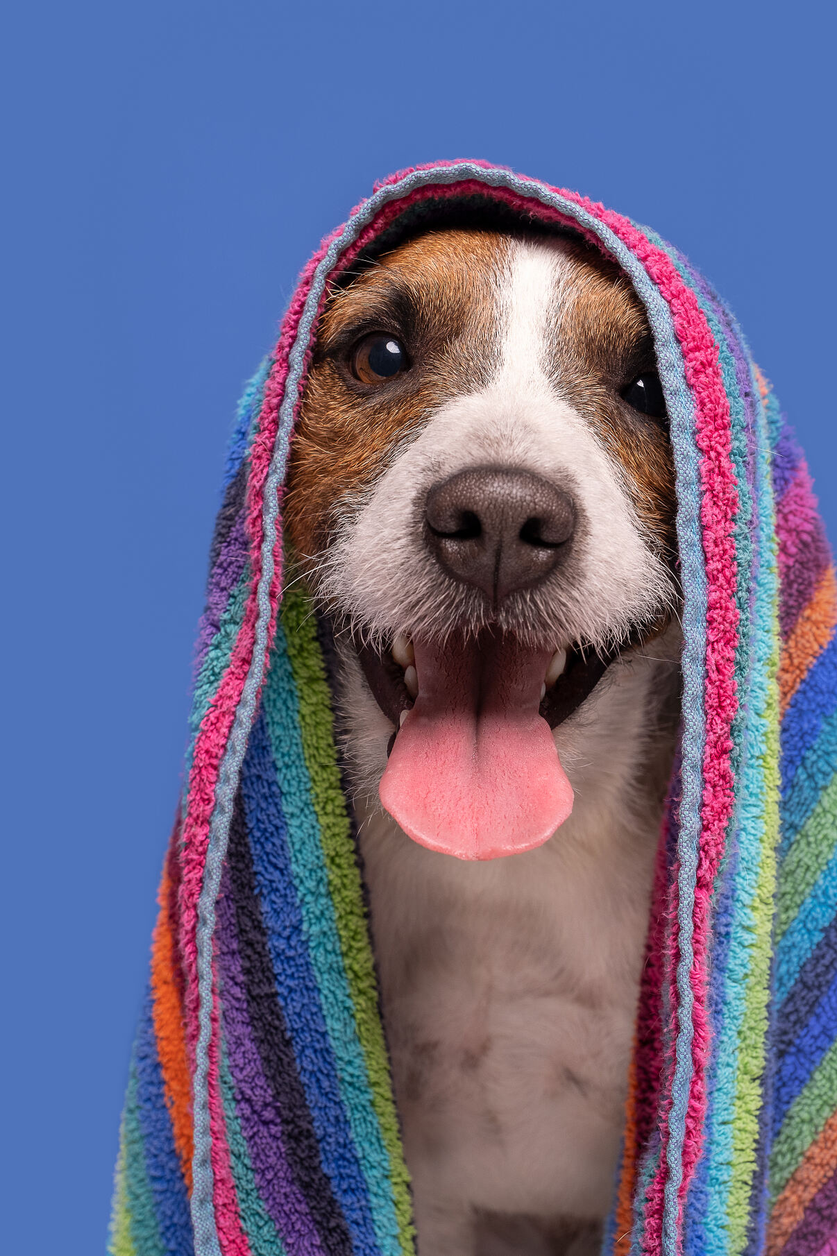 ©zooplus_Druuk_CutestBathTimeDruuk