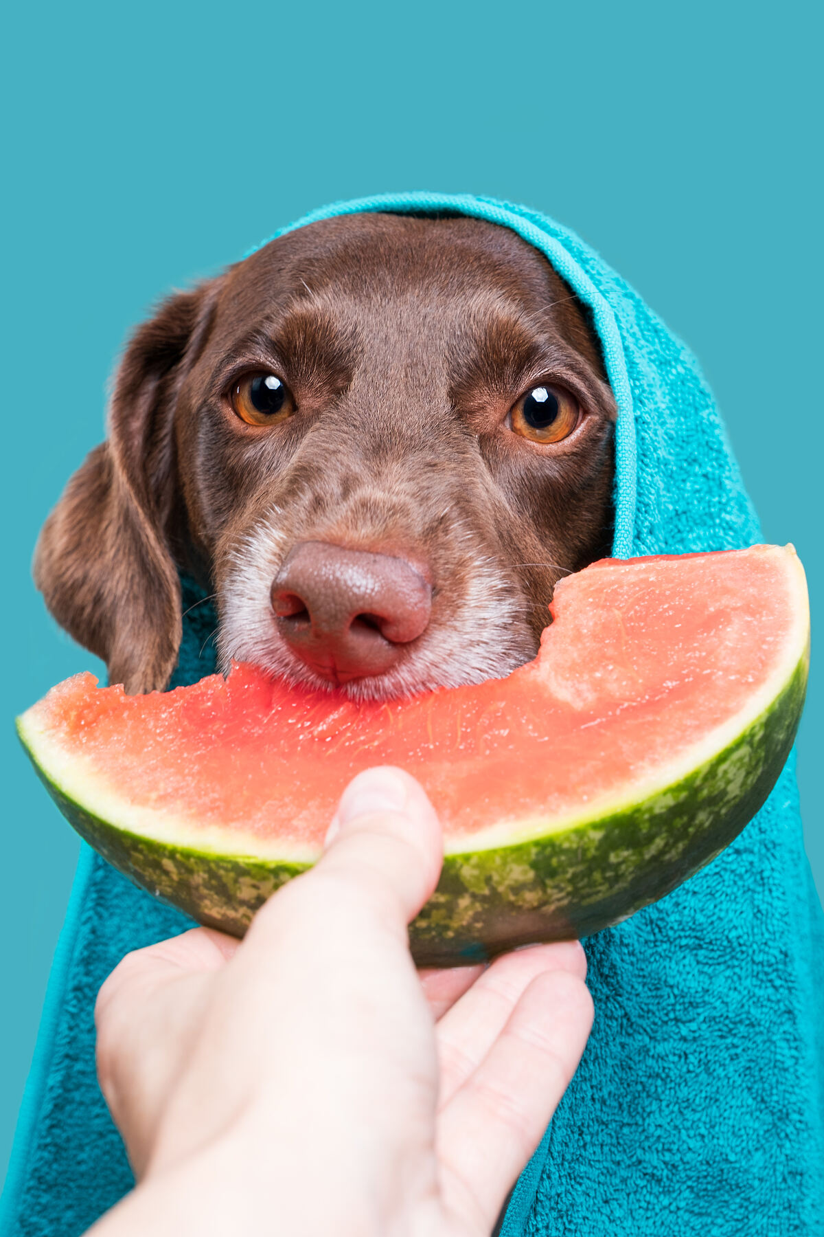 ©zooplus_Karlo_Wrapped_TheOneInAMelon