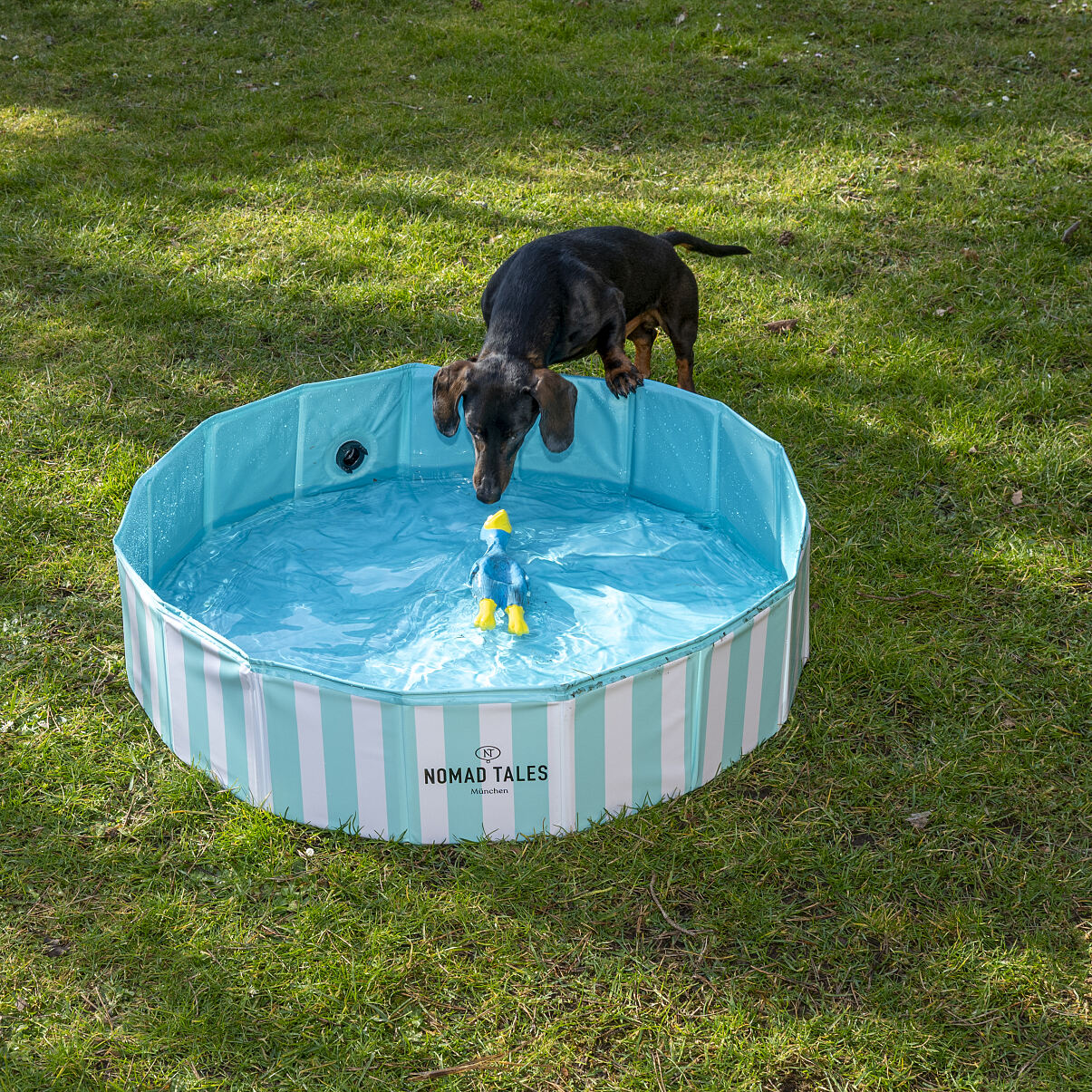 ©zooplus_Bloom Striped Pool + dog