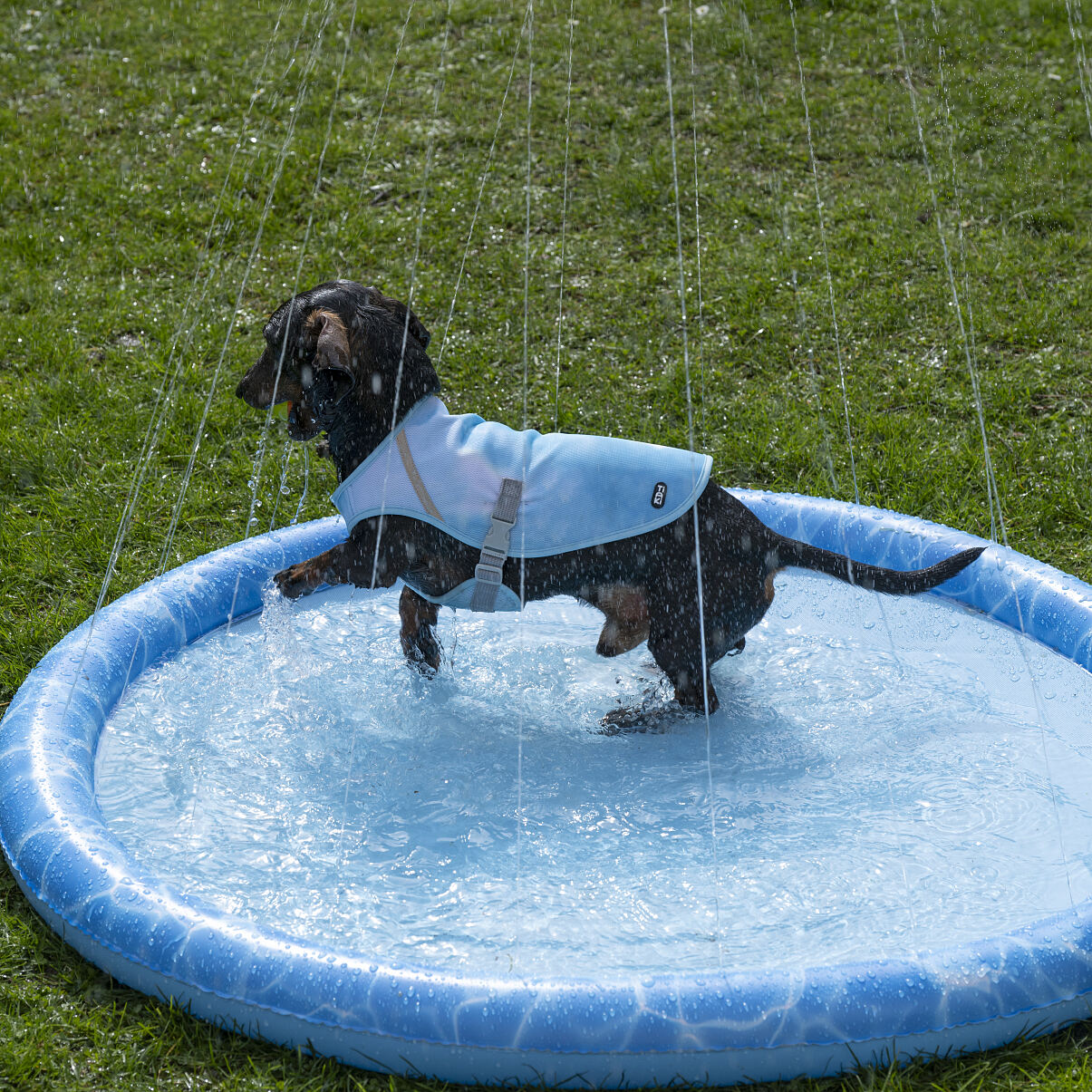 ©zooplus_Tiaki Dog Splash Pool + dog