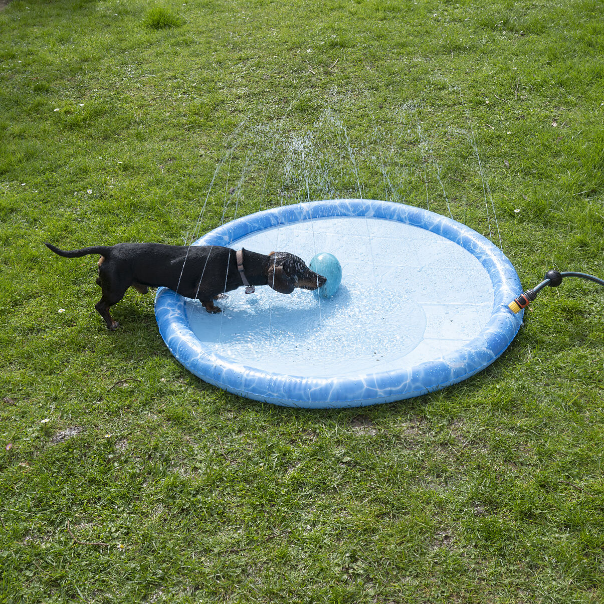 ©zooplus_Tiaki Dog Splash Pool