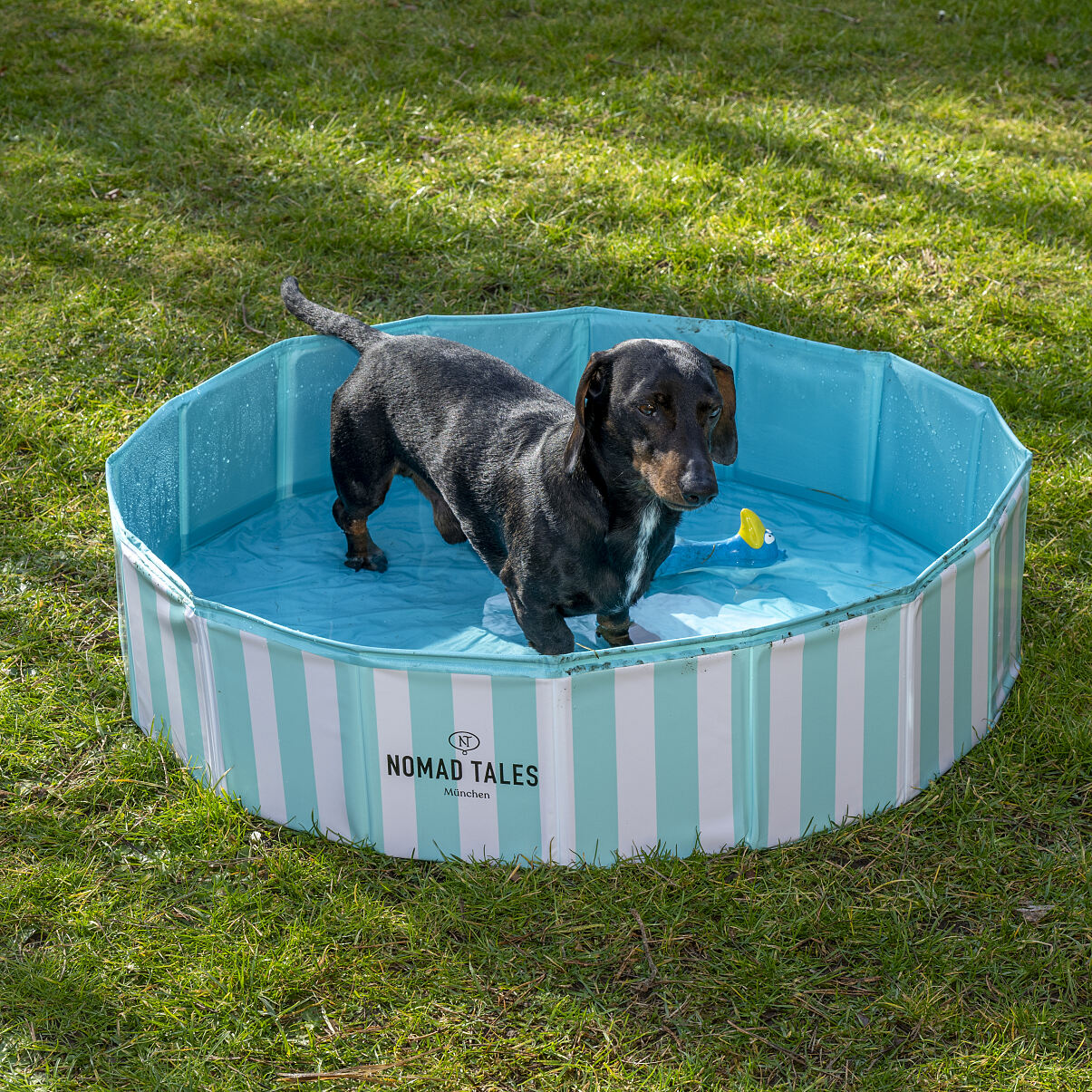 ©zooplus_Bloom Striped Pool + dog
