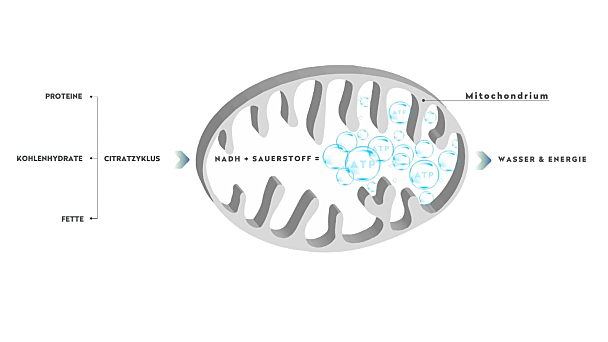Vereinfachte Darstellung der körpereigenen Energieproduktion